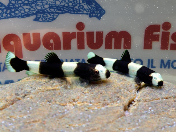 YAOSHANIA PACHYCHILUS PANDA LOACH SM