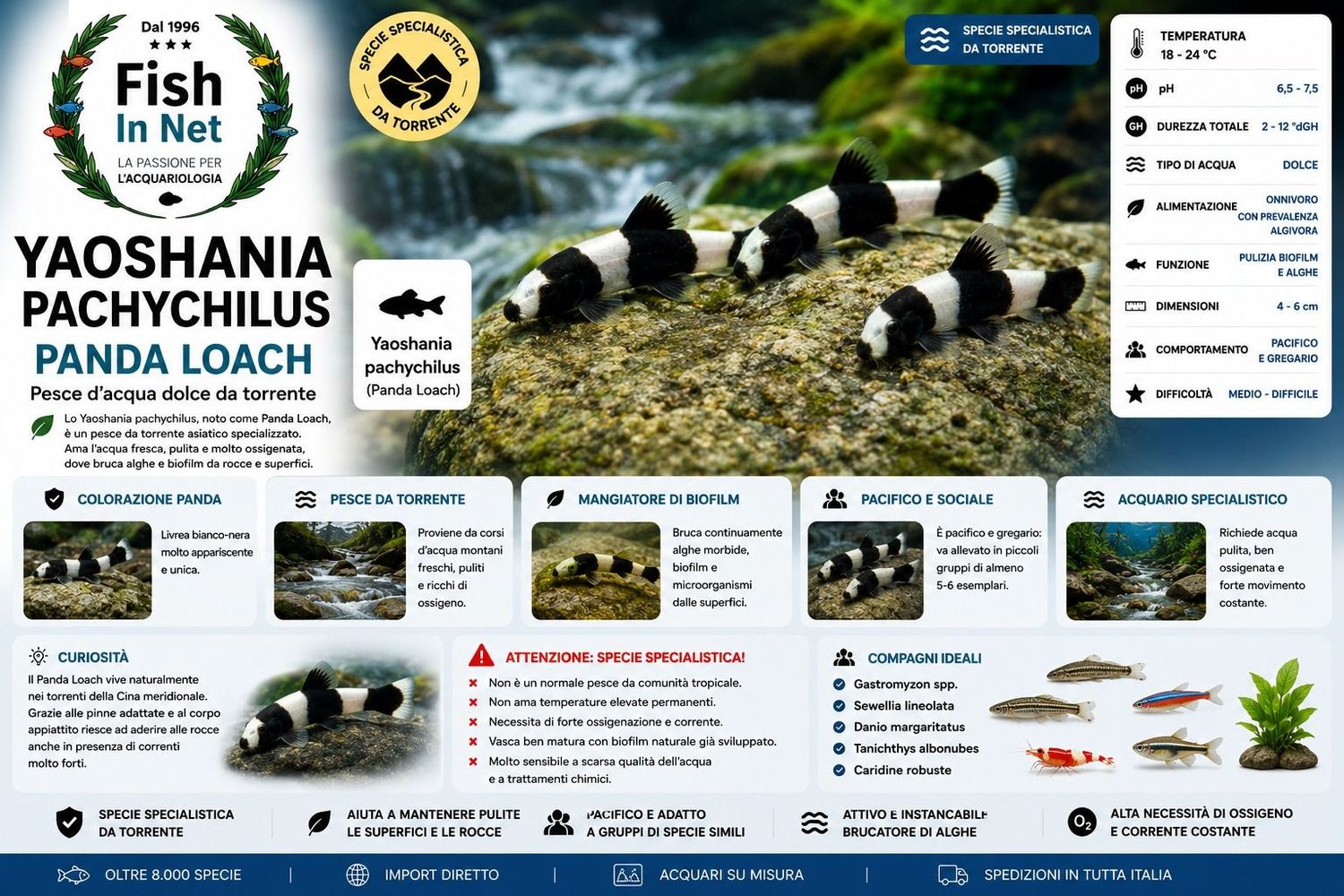 YAOSHANIA PACHYCHILUS PANDA LOACH M