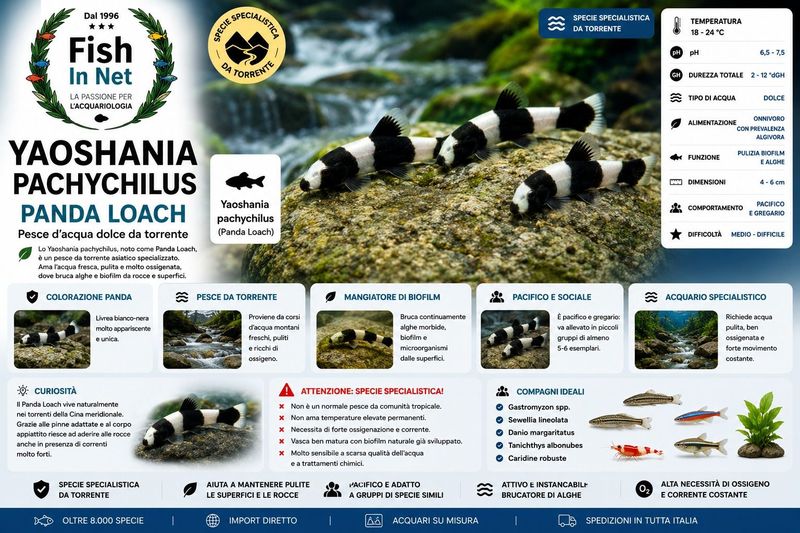 YAOSHANIA PACHYCHILUS PANDA LOACH SM