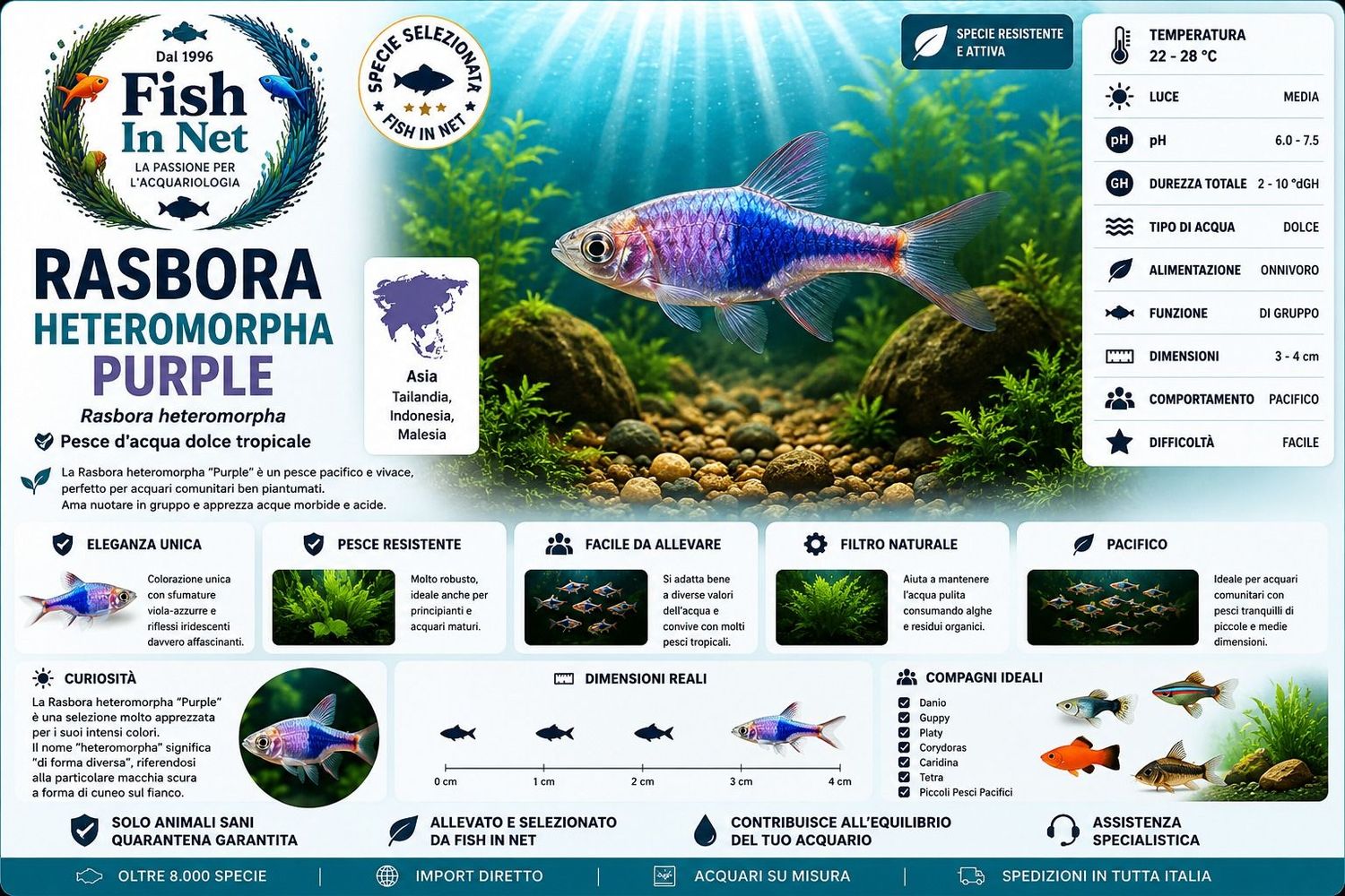 RASBORA HETEROMORPHA PURPLE