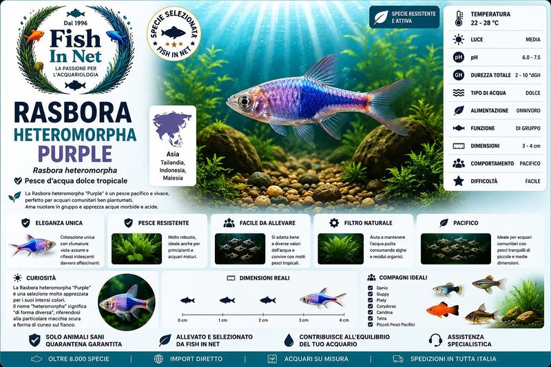 RASBORA HETEROMORPHA PURPLE