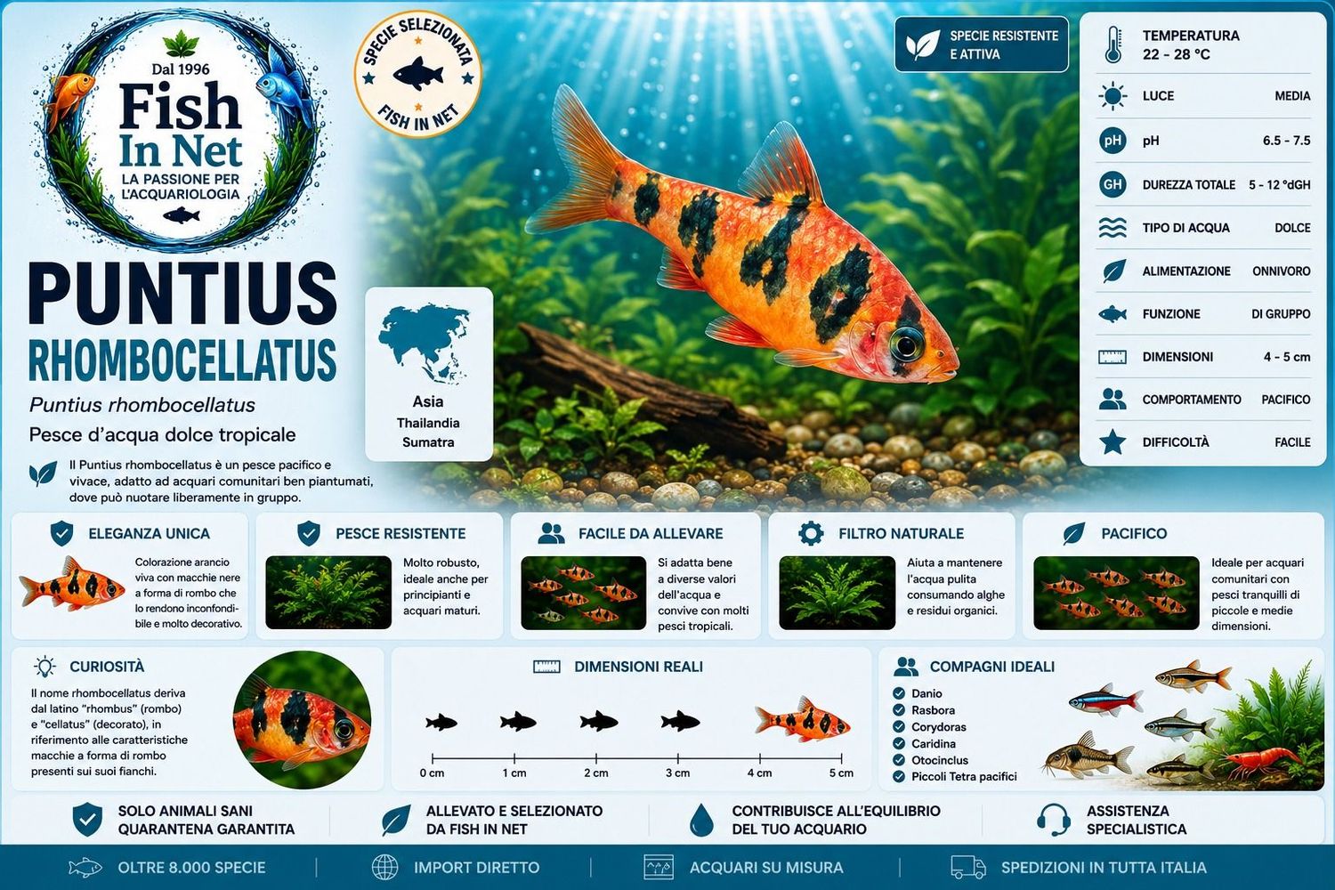 PUNTIUS RHOMBOCELLATUS MD PUNTIUS RHOMBOCELLATUS MD