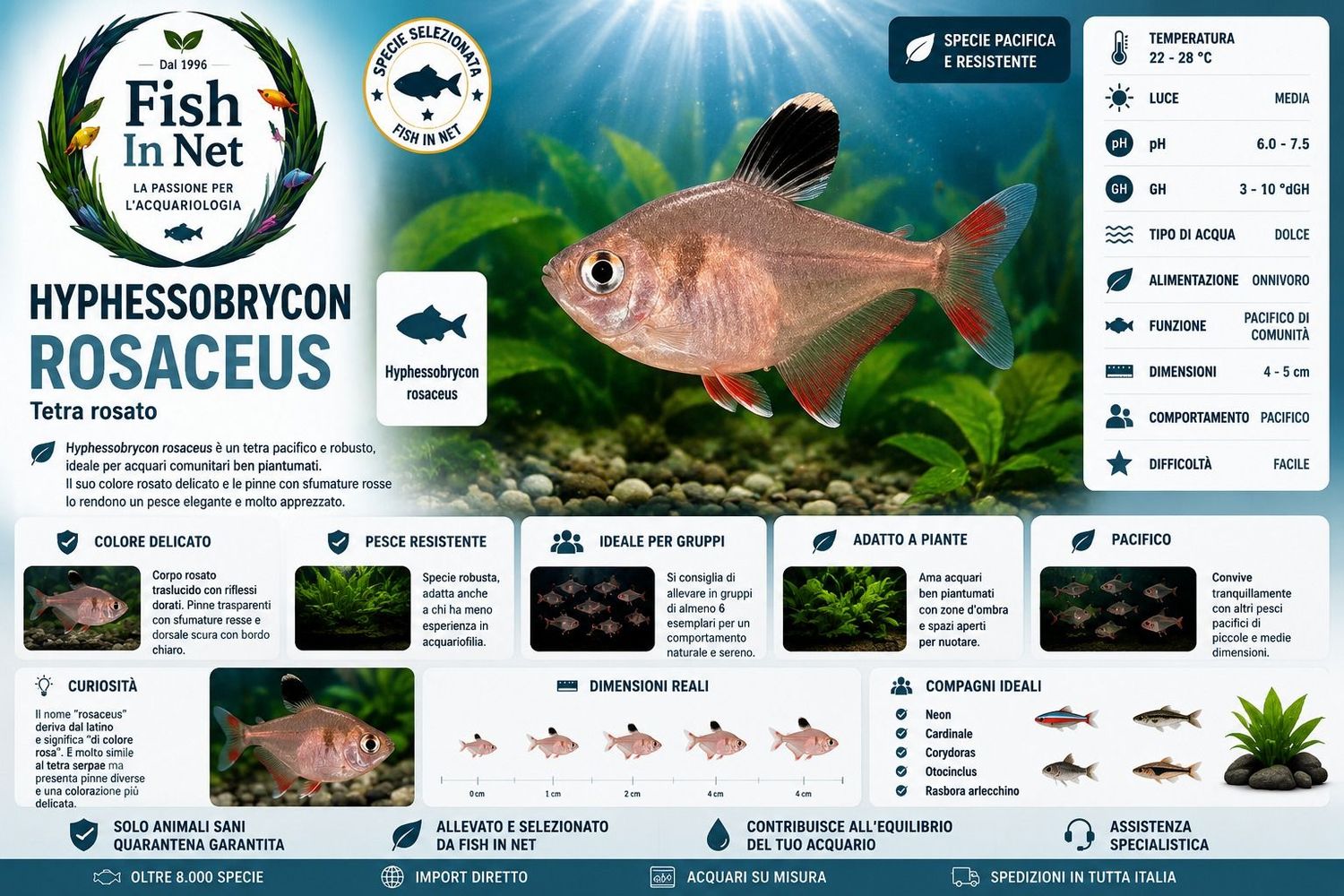 HYPHESSOBRYCON ROSACEUS m HYPHESSOBRYCON ROSACEUS m