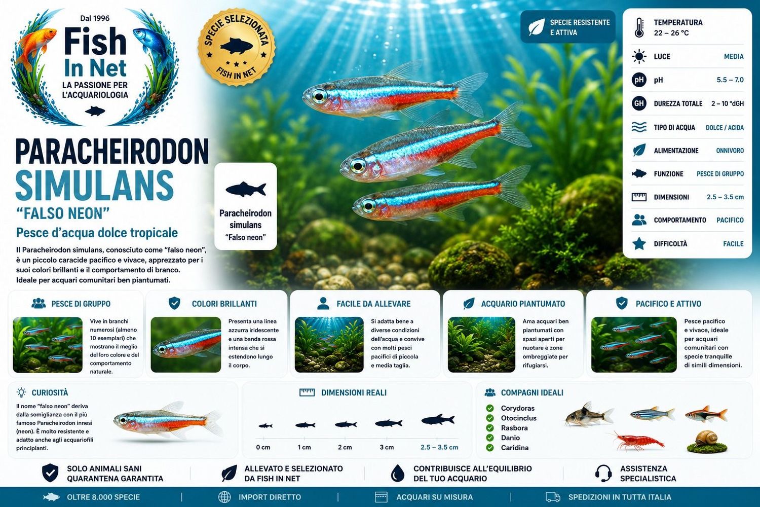 PARACHEIRODON SIMULANS SM PARACHEIRODON SIMULANS SM