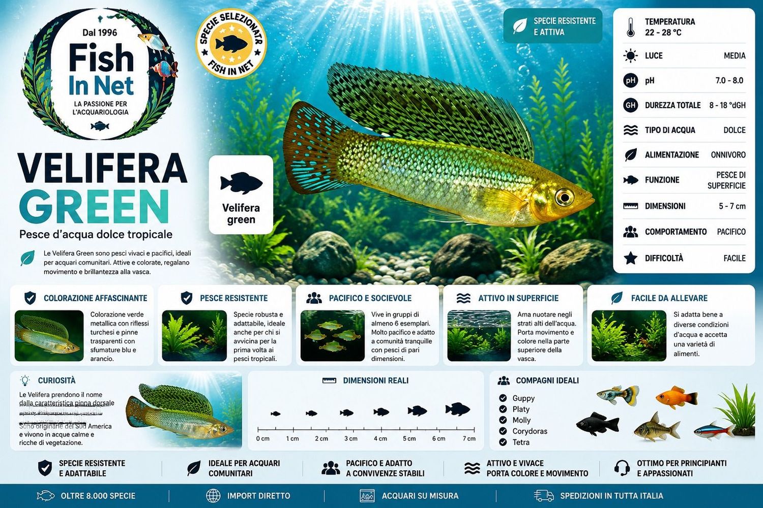 VELIFERA GREEN - prezzo per coppia VELIFERA GREEN - prezzo per coppia