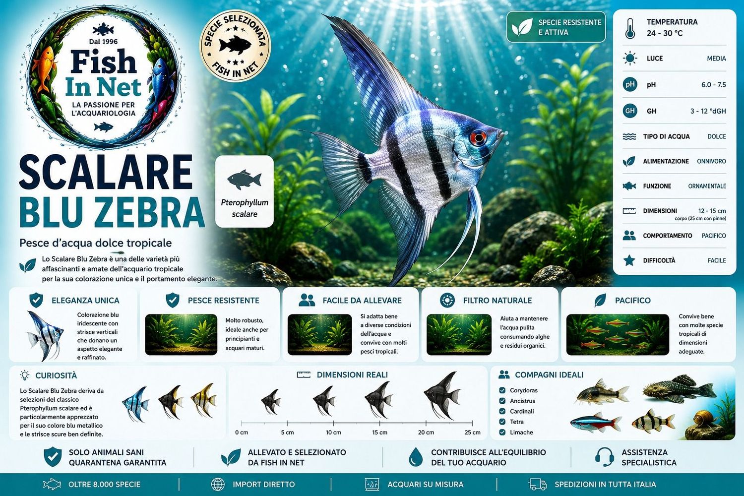 SCALARE BLU ZEBRA SM SCALARE BLU ZEBRA SM