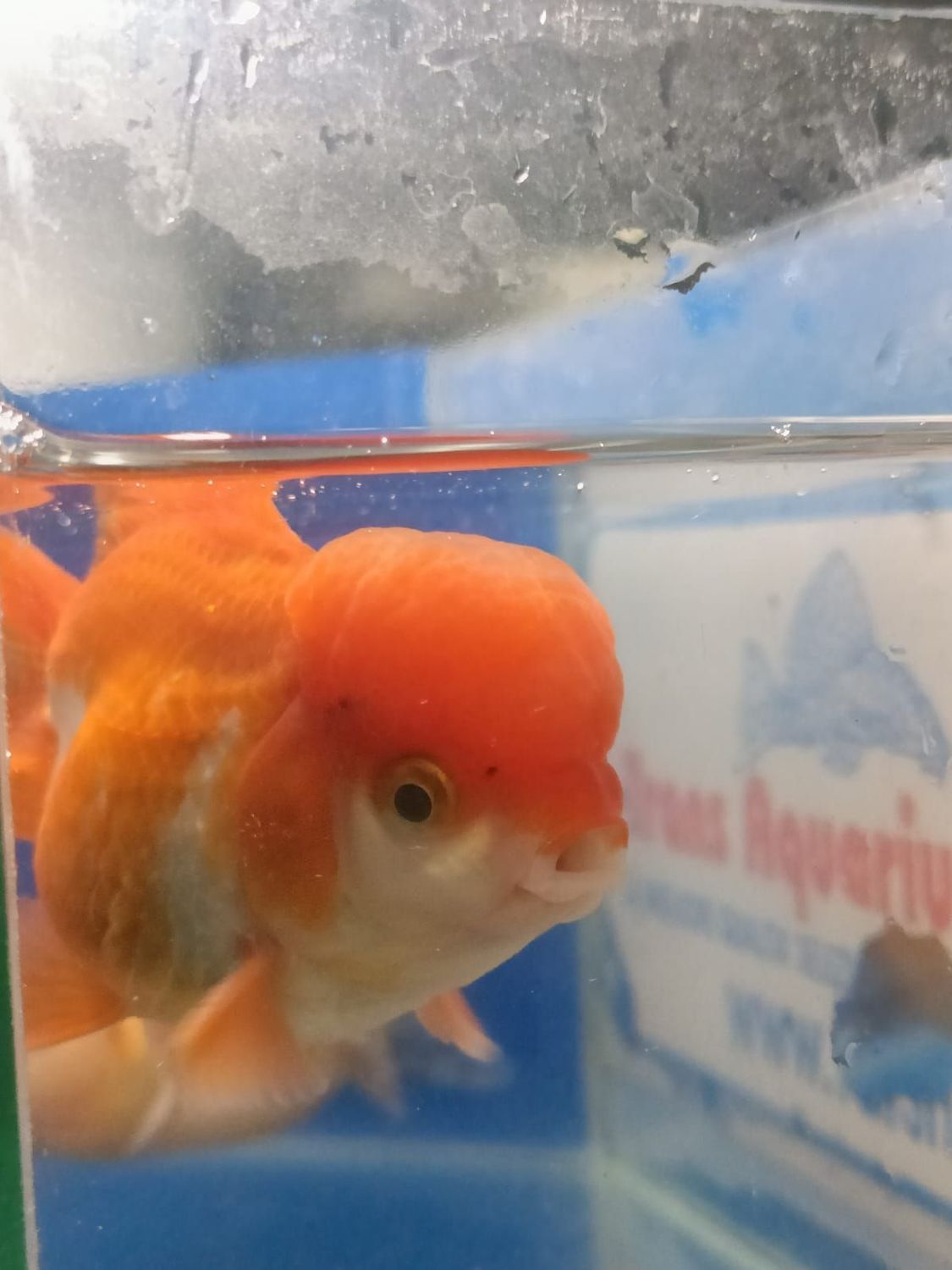 TESTA DI LEONE colori assortiti 10-12-CM PREMIUM QUALITY