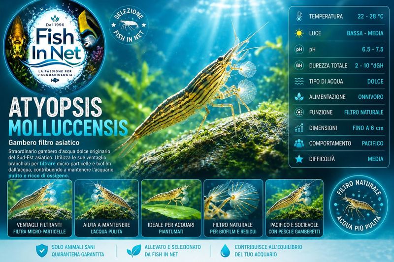 ATYOPSIS MOLLUCCENSIS ATYOPSIS MOLLUCCENSIS