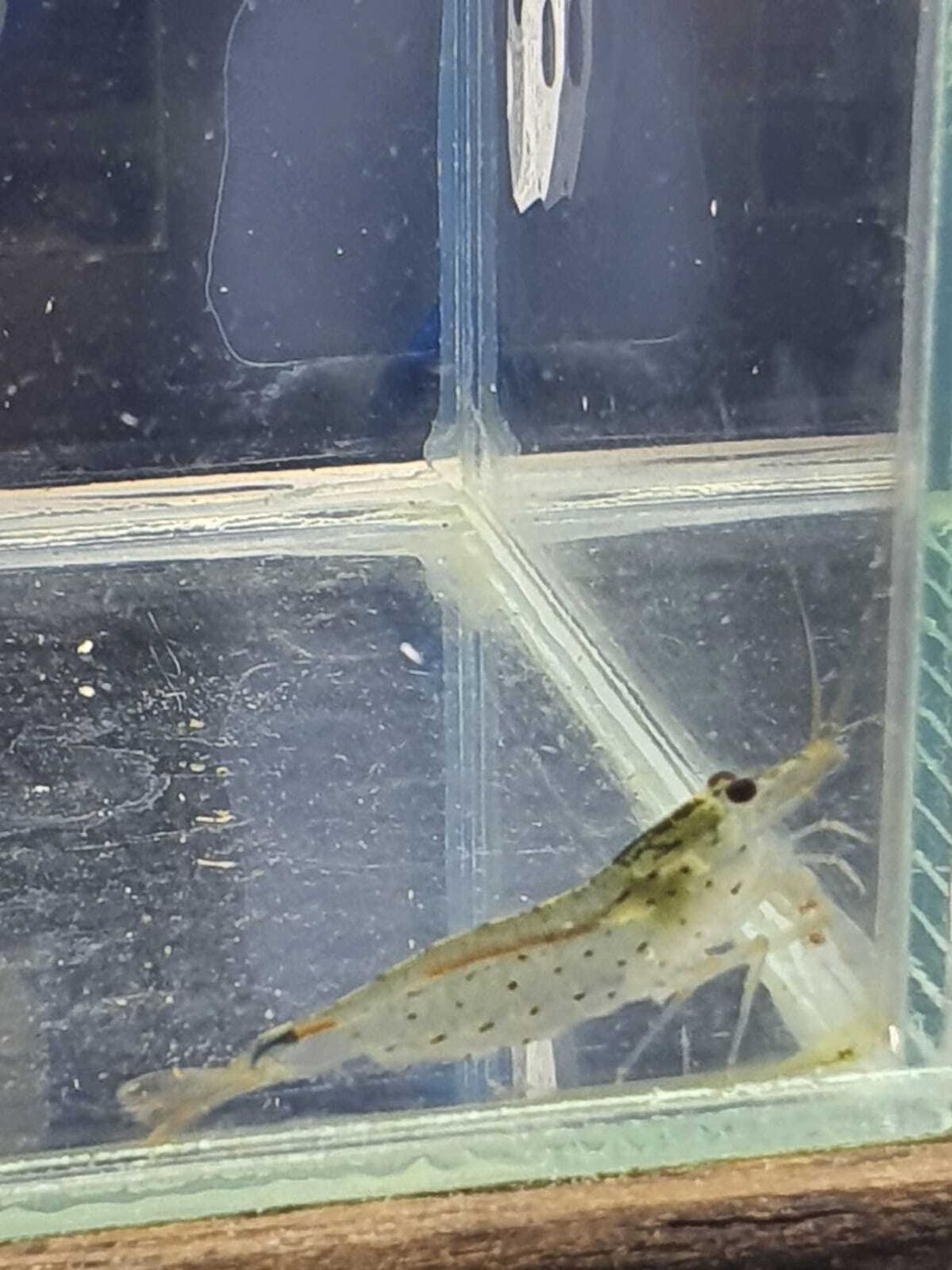 CARIDINA JAPONICA