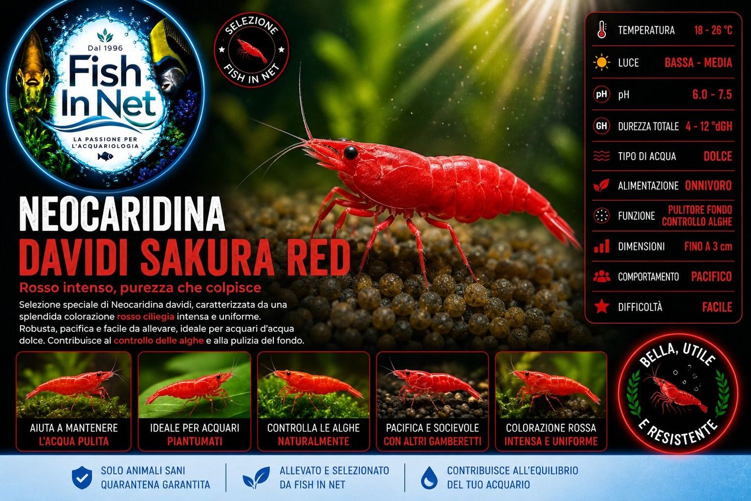 NEOCARIDINA DAVIDI SAKURA RED NEOCARIDINA DAVIDI SAKURA RED