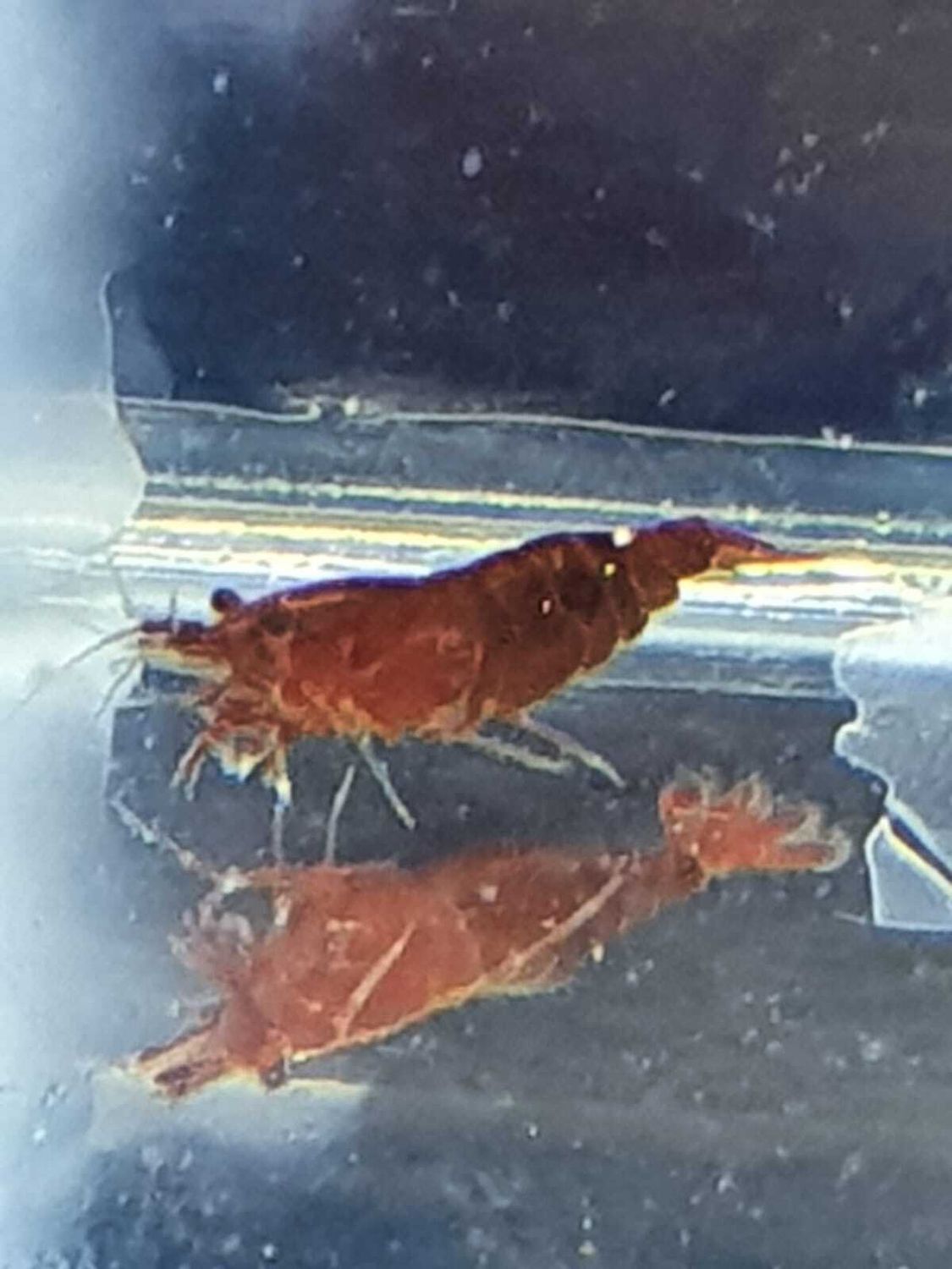 NEOCARIDINA DAVIDI FIRE RED