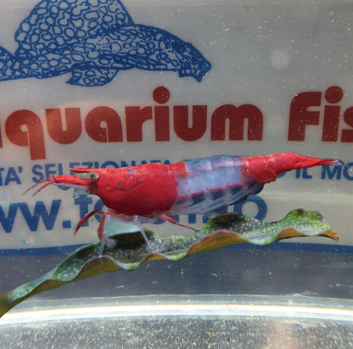NEOCARIDINA DAVIDI RILLI-m