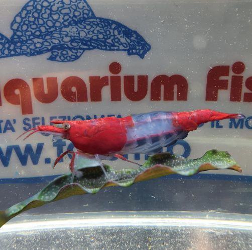 NEOCARIDINA DAVIDI RILLI-m