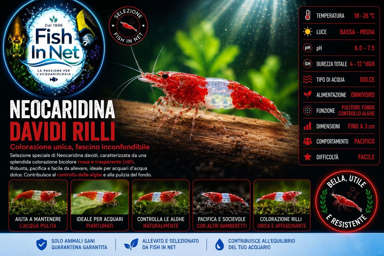 NEOCARIDINA DAVIDI RILLI-m NEOCARIDINA DAVIDI RILLI-m