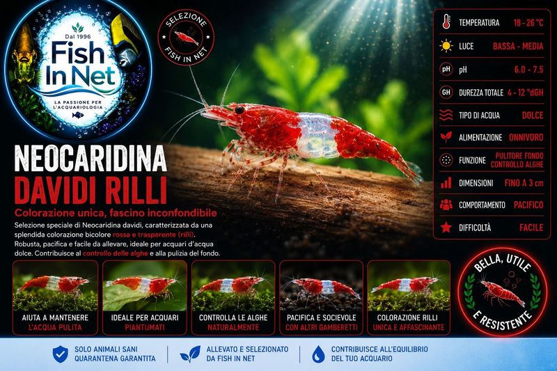 NEOCARIDINA DAVIDI RILLI-m NEOCARIDINA DAVIDI RILLI-m
