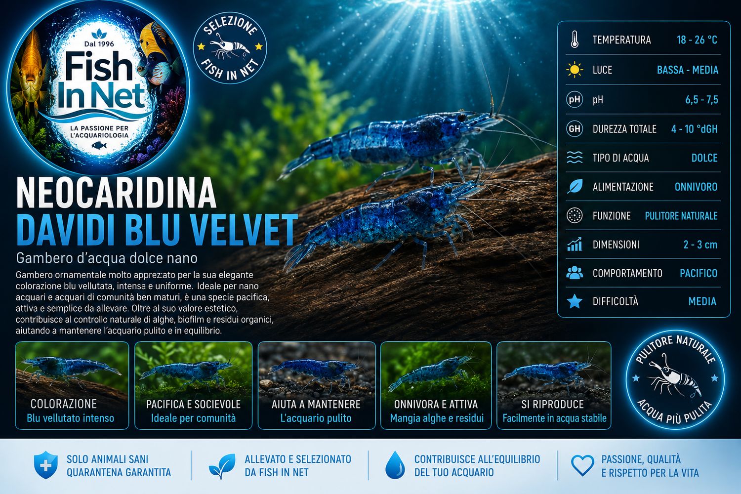 NEOCARIDINA DAVIDI BLU VELVET
