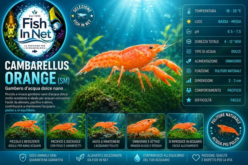 CAMBARELLUS ORANGE sm CAMBARELLUS ORANGE sm