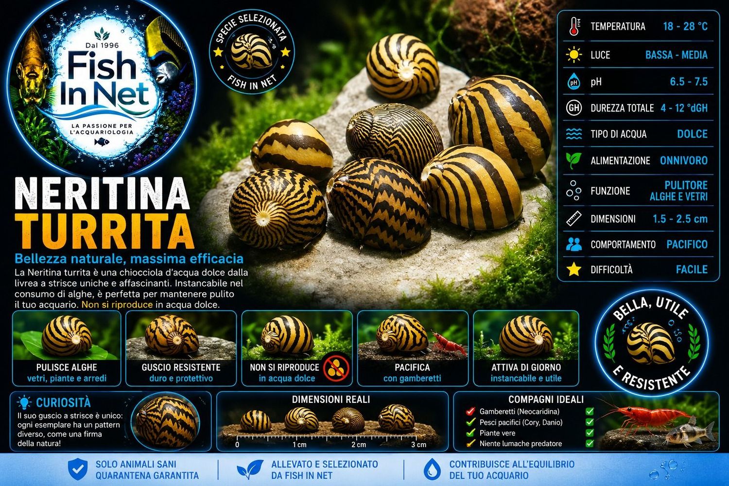 NERITINA TURRITA NERITINA TURRITA