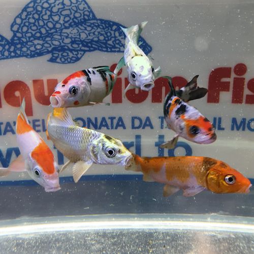 CARPA KOI MIX 7-8cm