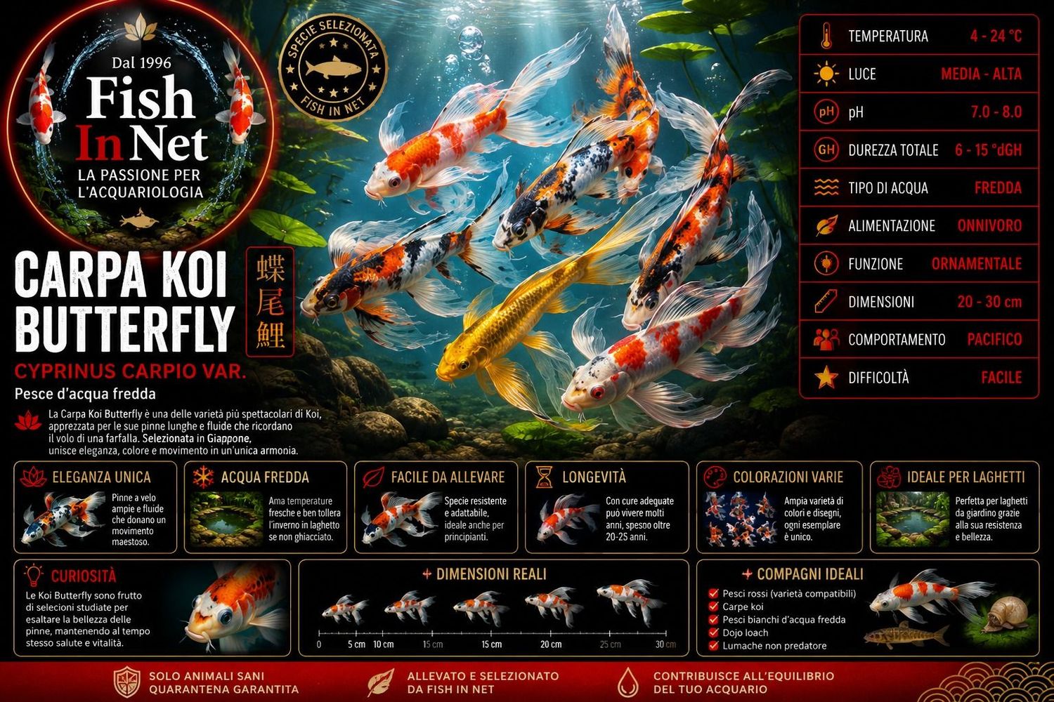 CARPA KOI BUTTERFLY 18/20cm