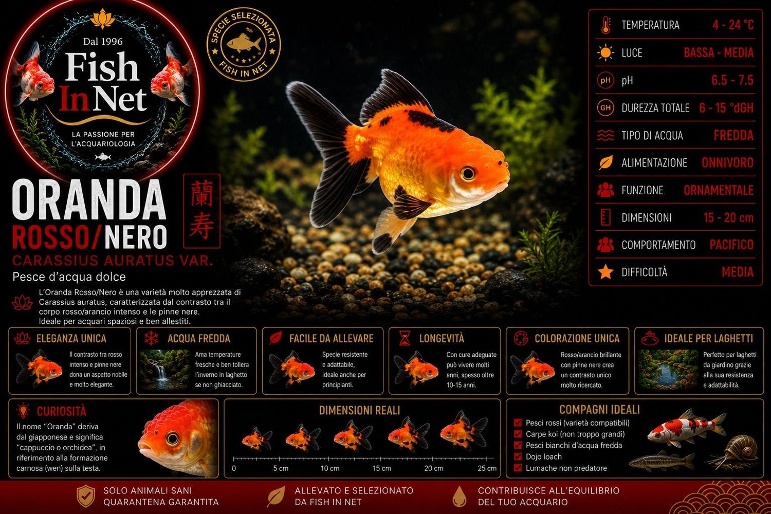 ORANDA ROSSO/NERO 5cm ORANDA ROSSO/NERO 5cm