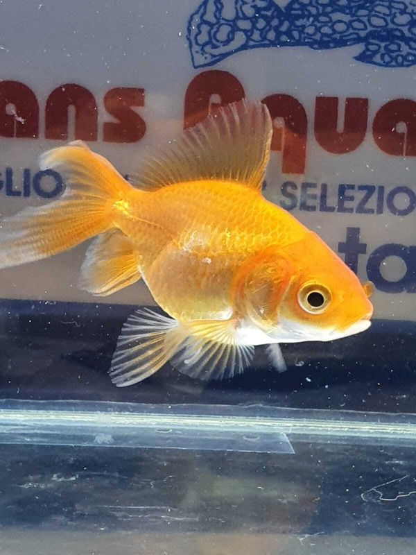 ORANDA ROSSO 5cm