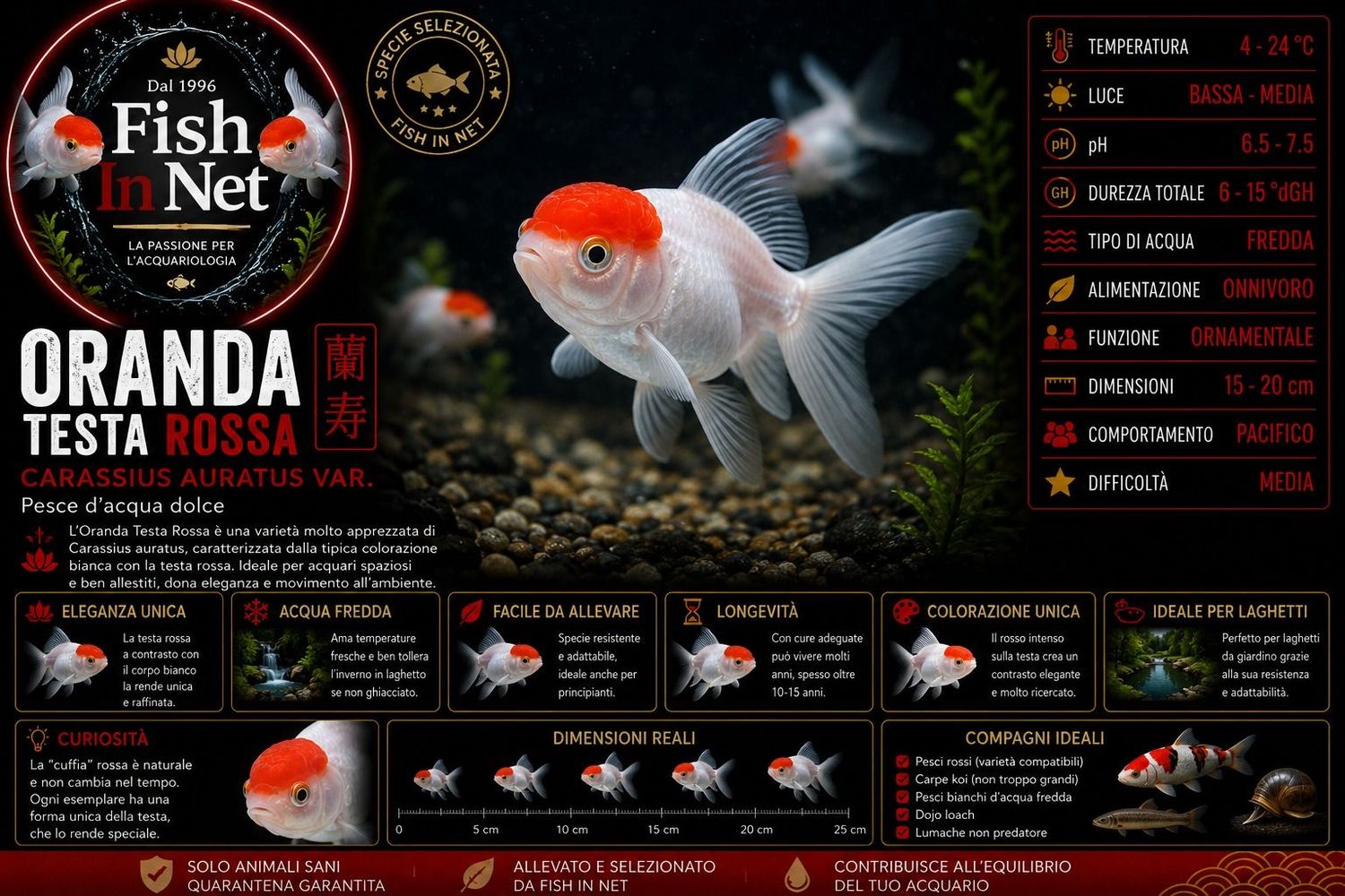 ORANDA TESTA ROSSA 5cm ORANDA TESTA ROSSA 5cm