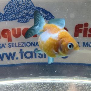 CHICCHI DI RISO COLORI ASSORTITI 4/5CM.