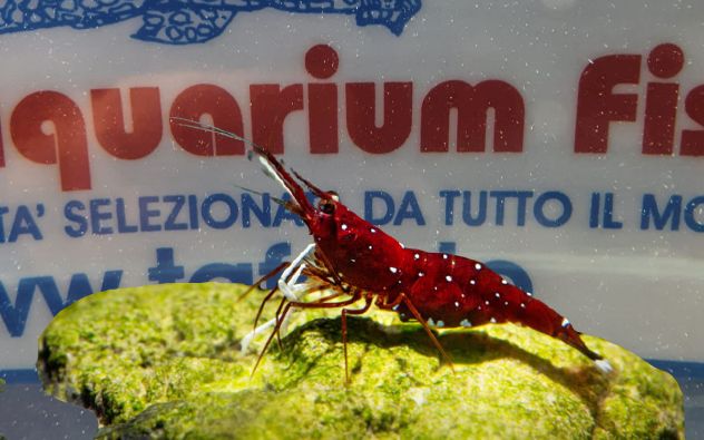 CARIDINA DENNERLI  (CARDINAL)