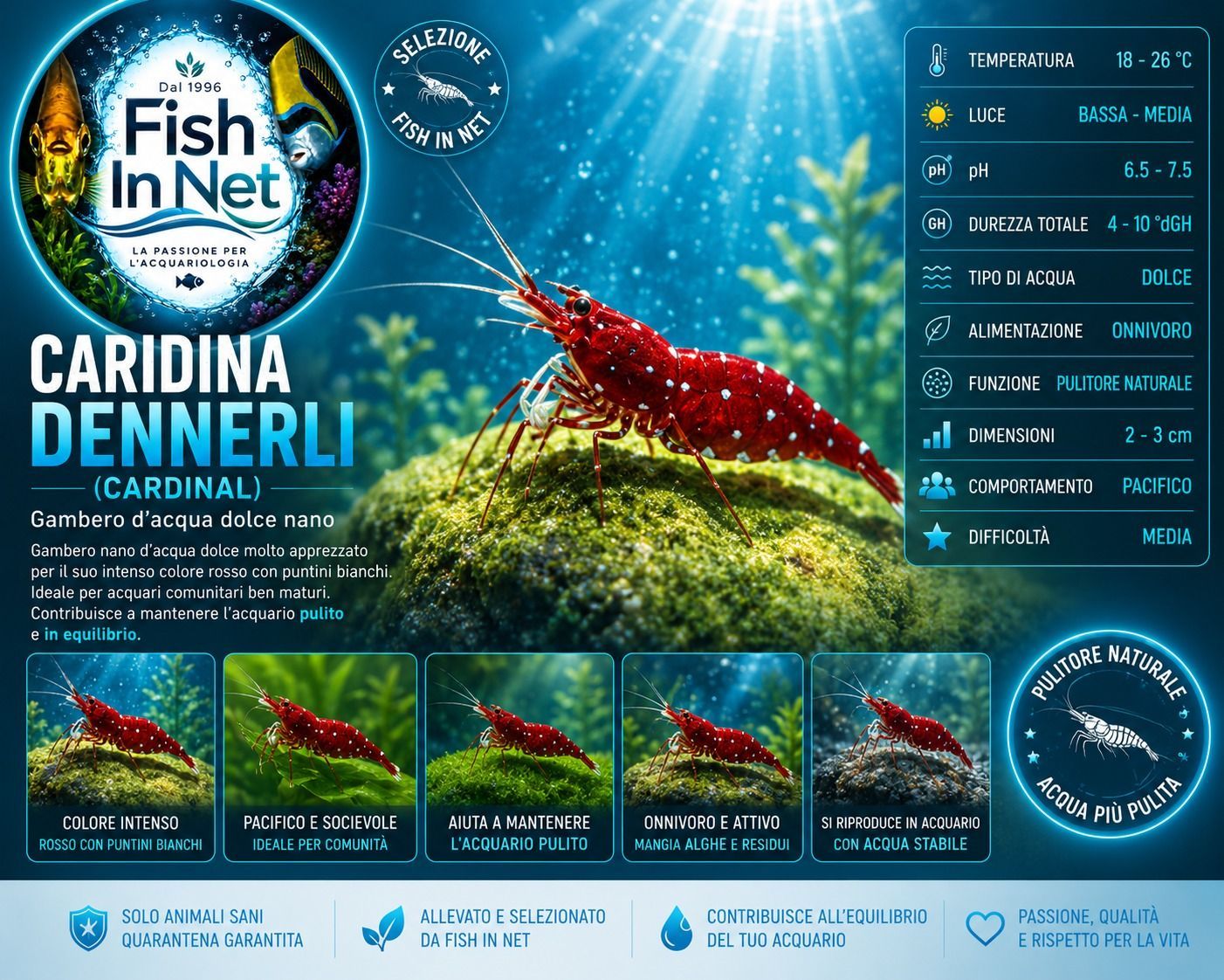 CARIDINA DENNERLI (CARDINAL) CARIDINA DENNERLI (CARDINAL)