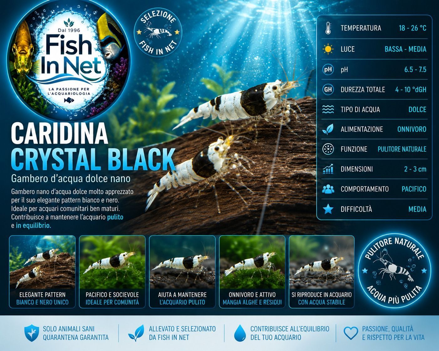 CARIDINA CANTONENSIS CRYSTAL BLACK CARIDINA CANTONENSIS CRYSTAL BLACK