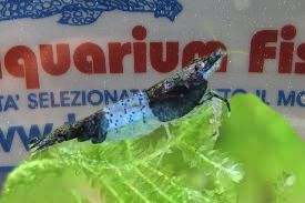NEOCARIDINA BLU RILLI NEOCARIDINA BLU RILLI