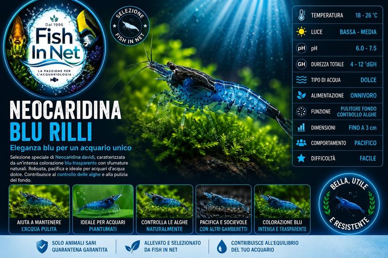 NEOCARIDINA DAVIDI BLU RILLI NEOCARIDINA DAVIDI BLU RILLI