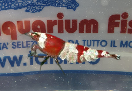 CARIDINA RED CRYSTAL