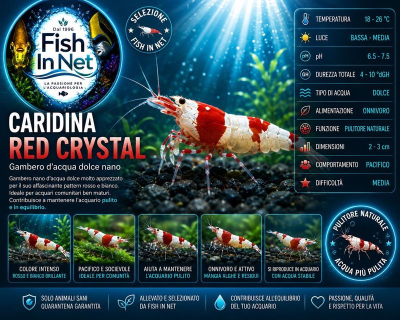 CARIDINA CANTONENSIS RED CRYSTAL CARIDINA CANTONENSIS RED CRYSTAL