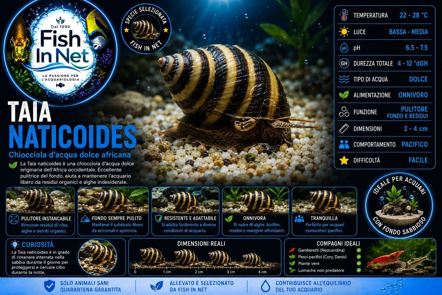 TAIA NATICOIDES TAIA NATICOIDES