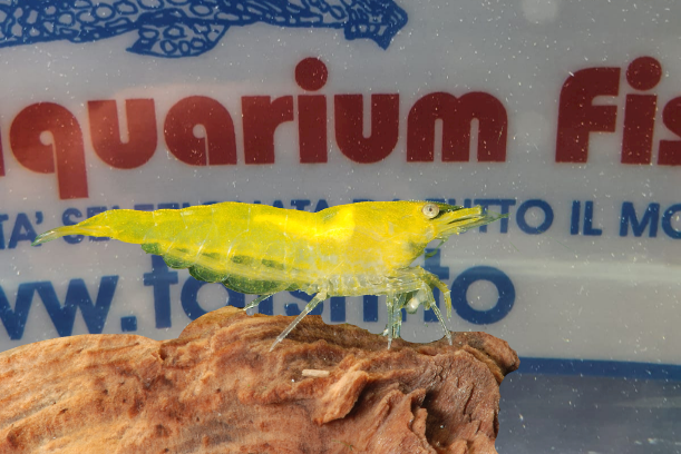 CARIDINA SERRATA FIRE YELLOW