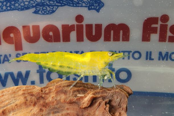 CARIDINA SERRATA FIRE YELLOW