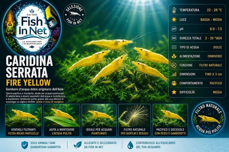 CARIDINA SERRATA FIRE YELLOW CARIDINA SERRATA FIRE YELLOW