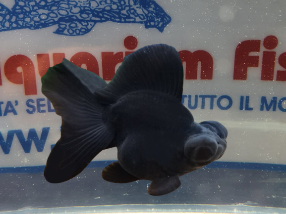 BUTTERFLY BLACK 6/8 CM