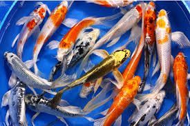 CARPA KOI BUTTERFLY 10/12 CM