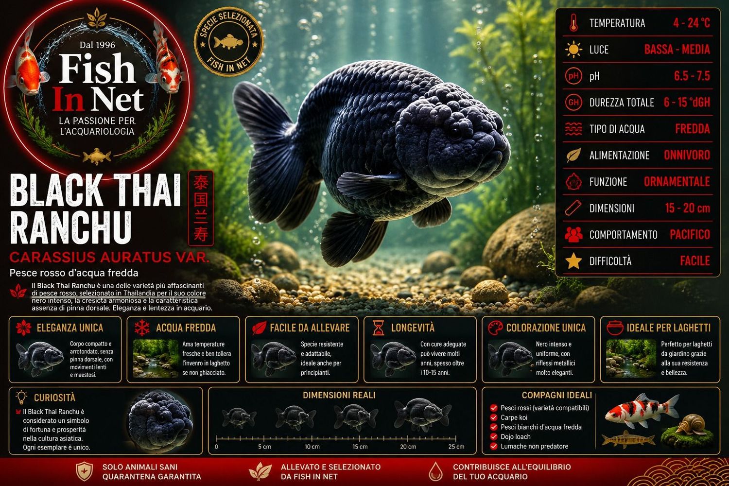 BLACK THAI RANCHU sm BLACK THAI RANCHU sm