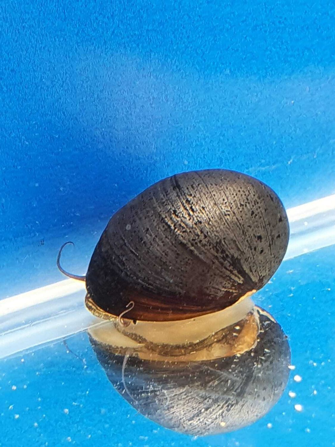 NERITINA PULLIGERA - BLACK-HELMET-ottima-per-alghe-a-pennello