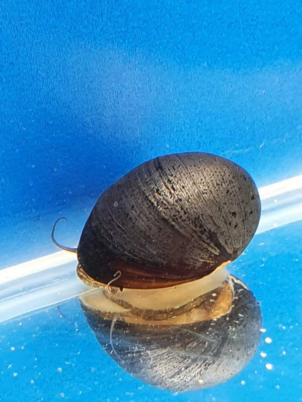 NERITINA PULLIGERA - BLACK-HELMET-ottima-per-alghe-a-pennello