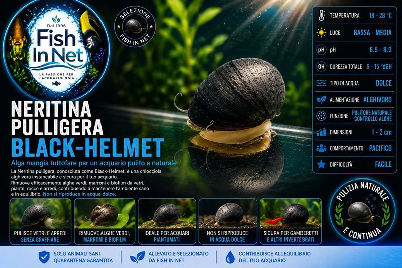NERITINA PULLIGERA - BLACK-HELMET-ottima-per-alghe-a-pennello NERITINA PULLIGERA - BLACK-HELMET-ottima-per-alghe-a-pennello