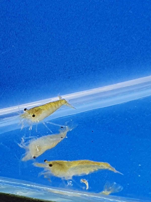 NEOCARIDINA DAVIDI GREEN JADE