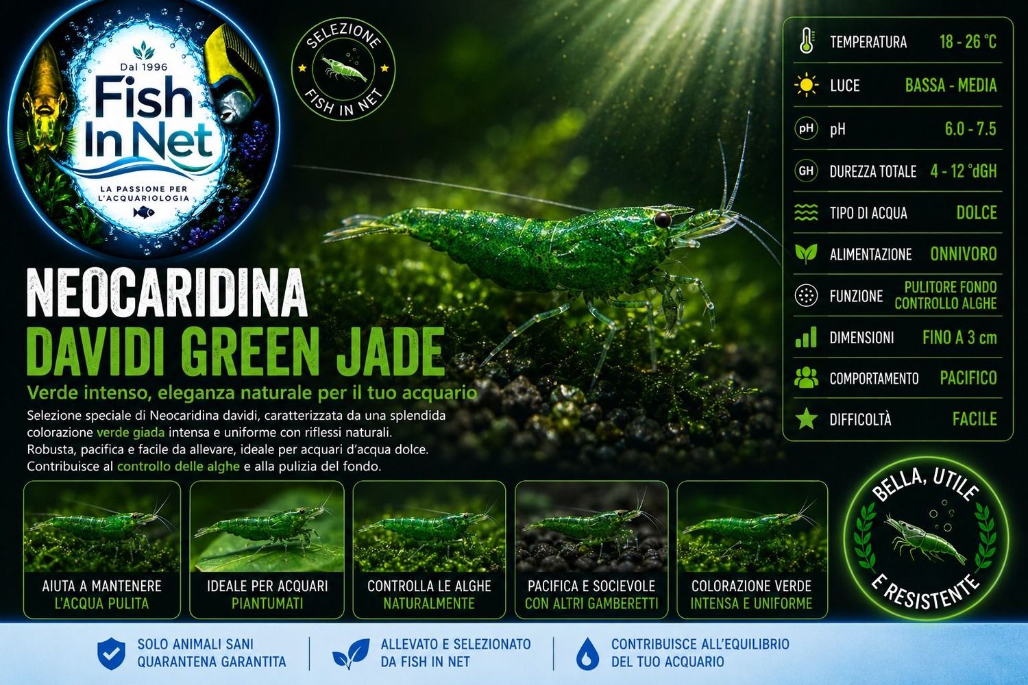 NEOCARIDINA DAVIDI GREEN JADE NEOCARIDINA DAVIDI GREEN JADE