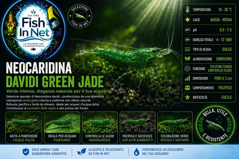 NEOCARIDINA DAVIDI GREEN JADE NEOCARIDINA DAVIDI GREEN JADE
