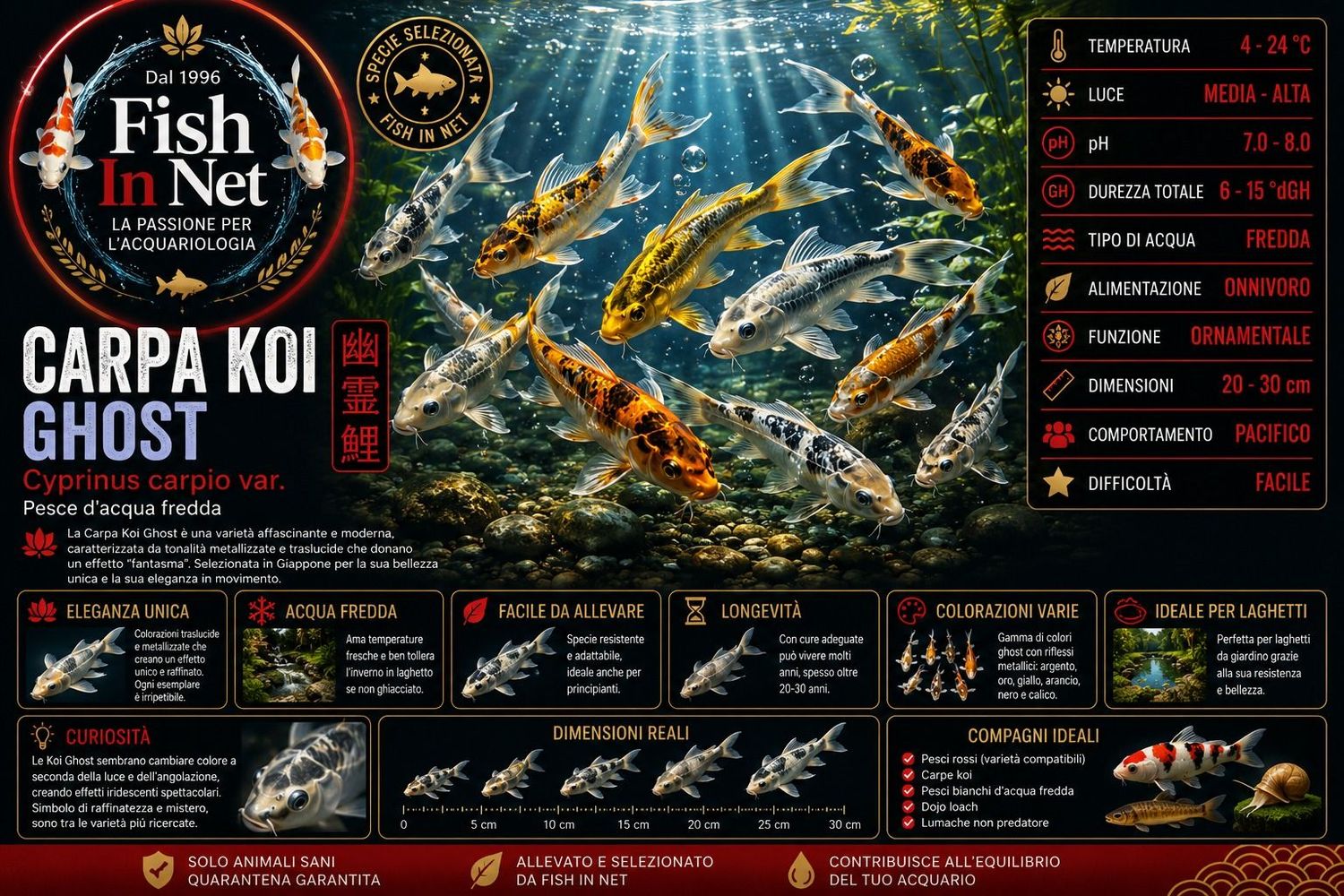 CARPA KOI GHOST 8/10 CM colori assortiti CARPA KOI GHOST 8/10 CM colori assortiti