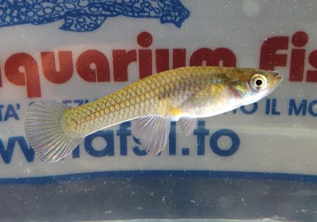 GAMBUSIA